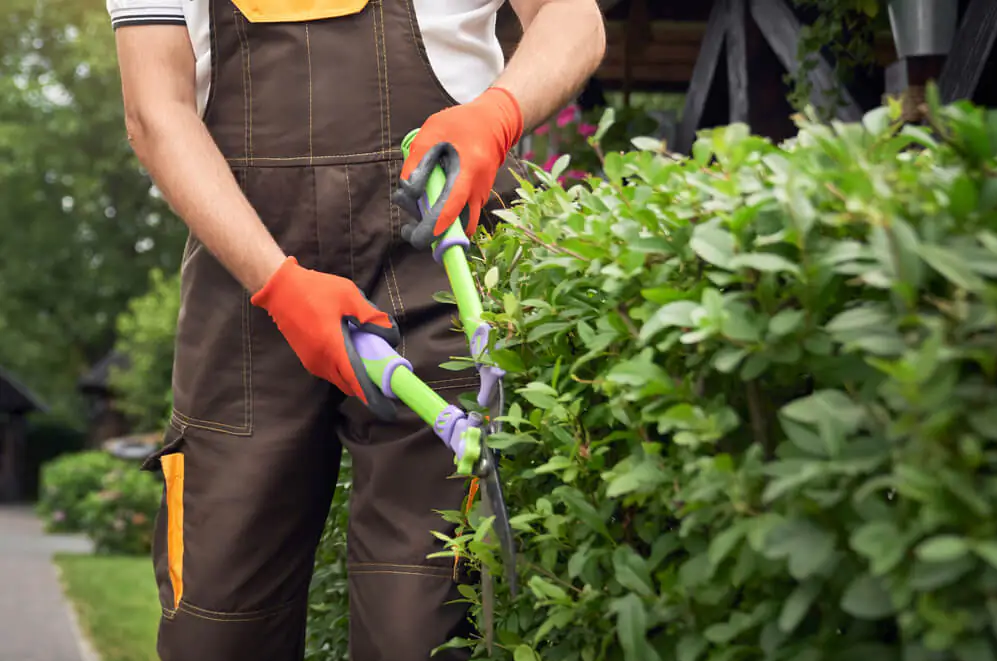 Company Leicester Tree Services. Description and contact information.